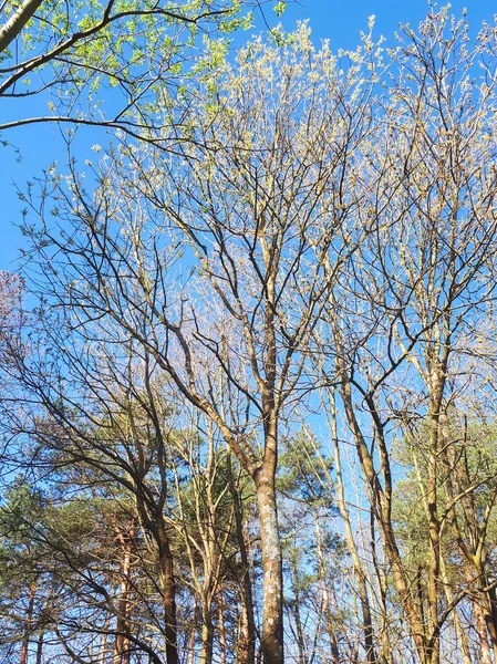 Bomen Het Bos Krans Van Bladeren Tegen Hemel — Stockfoto