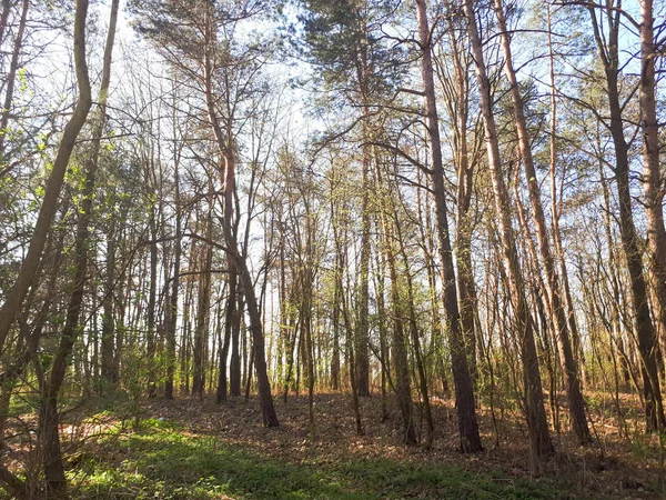 Lente Bos Landschap Achtergrond — Stockfoto