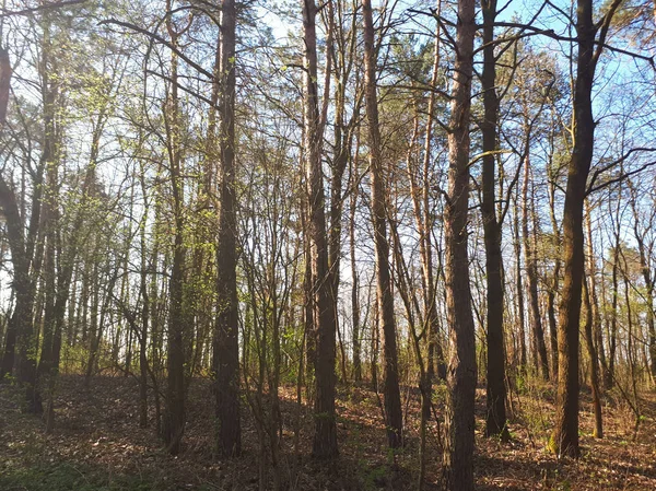 Vår Skog Landskap Bakgrund — Stockfoto