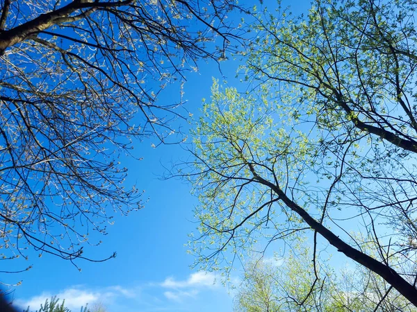 Träden Skogen Kronan Bladen Mot Himlen — Stockfoto