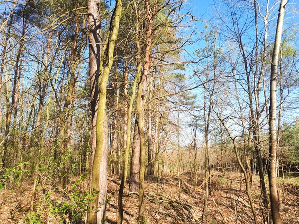 Printemps Forêt Paysage Fond — Photo