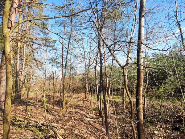 Printemps Forêt Paysage Fond — Photo