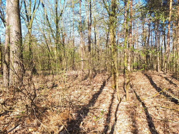 Vår Skog Landskap Bakgrund — Stockfoto