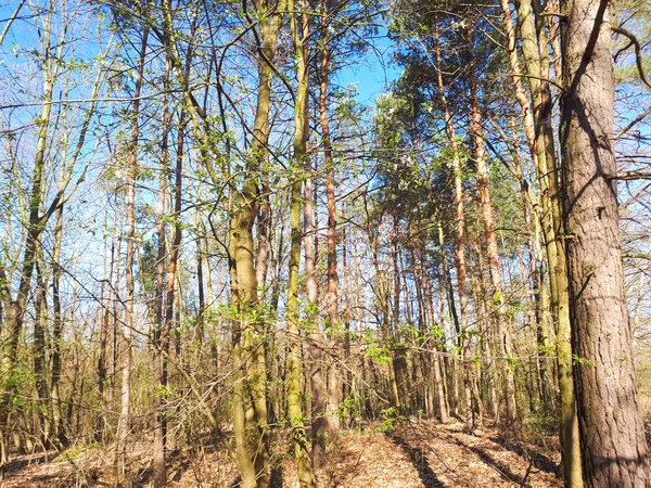 Jarní Lesní Krajina Pozadí — Stock fotografie