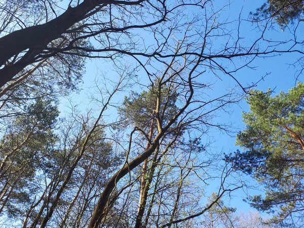 Bomen Het Bos Krans Van Bladeren Tegen Hemel — Stockfoto