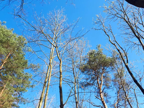 Los Árboles Bosque Corona Hojas Contra Cielo —  Fotos de Stock