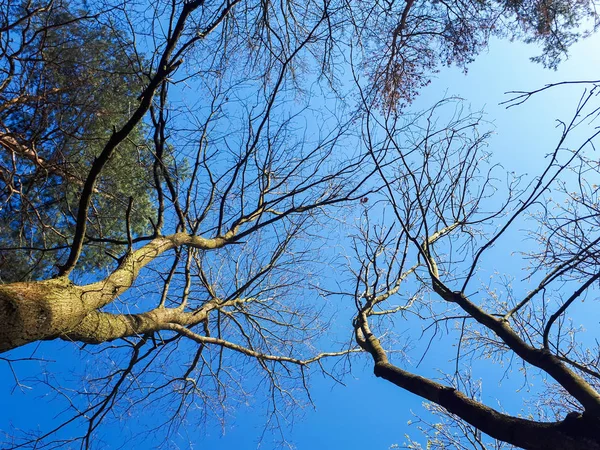 Árvores Floresta Coroa Folhas Contra Céu — Fotografia de Stock