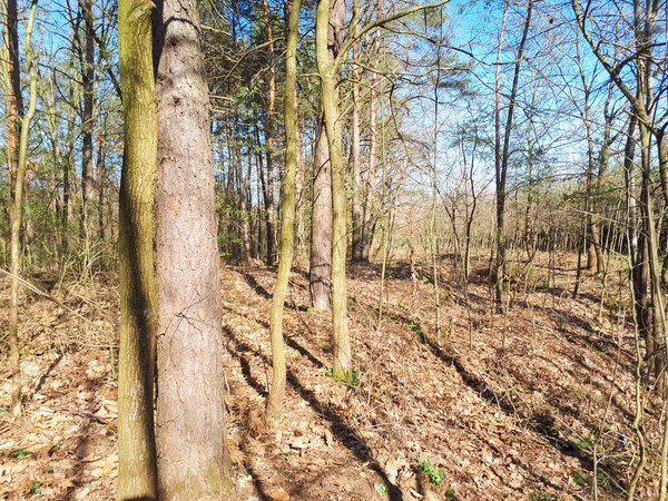 Primavera Foresta Paesaggio Sfondo — Foto Stock