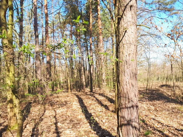 Jarní Lesní Krajina Pozadí — Stock fotografie