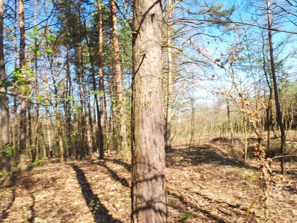 Jarní Lesní Krajina Pozadí — Stock fotografie