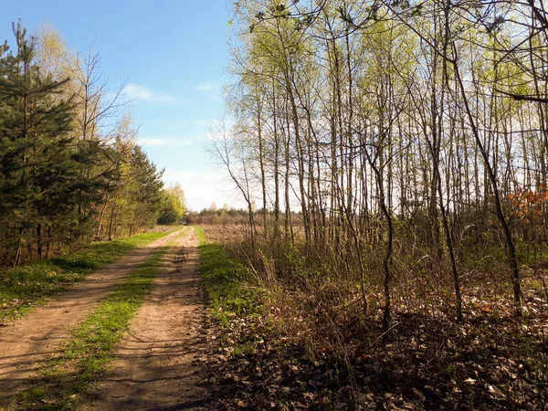 Orman, mavi gökyüzü ve yeşil ciğeri yolda