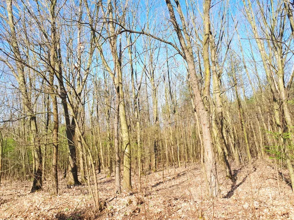 Vår Skog Landskap Bakgrund — Stockfoto