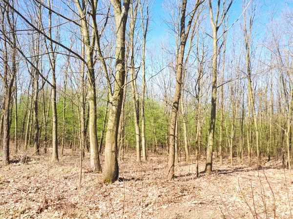 Primavera Floresta Paisagem Fundo — Fotografia de Stock