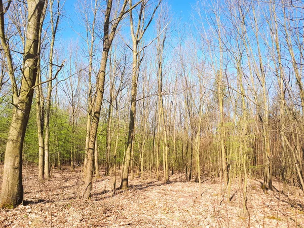 Vår Skog Landskap Bakgrund — Stockfoto