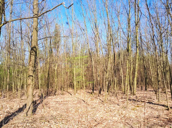 Vår Skog Landskap Bakgrund — Stockfoto