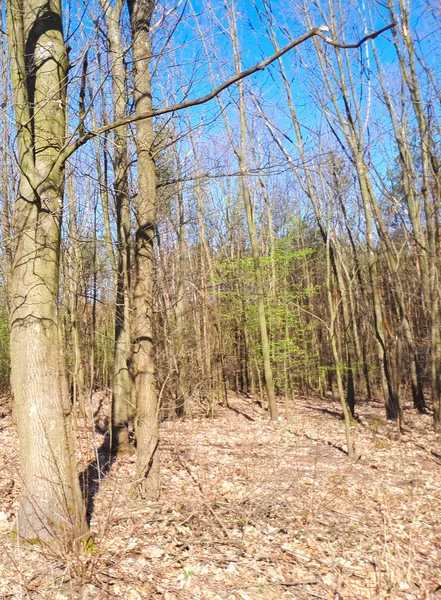 Vår Skog Landskap Bakgrund — Stockfoto