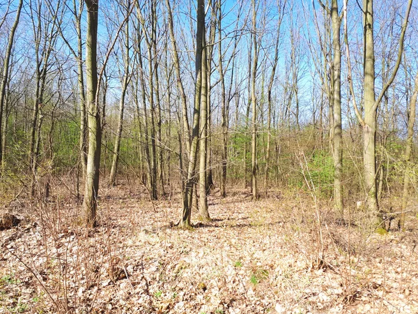 Vår Skog Landskap Bakgrund — Stockfoto