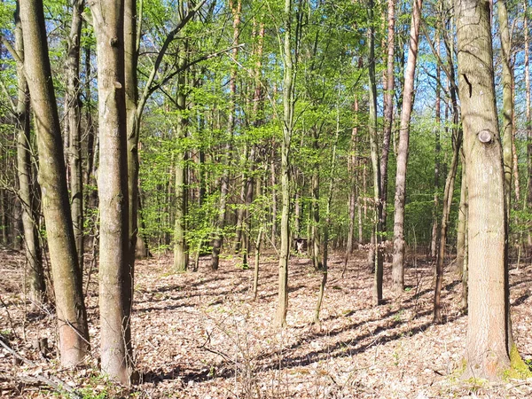 Vår Skog Landskap Bakgrund — Stockfoto