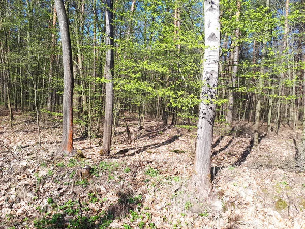 Vår Skog Landskap Bakgrund — Stockfoto