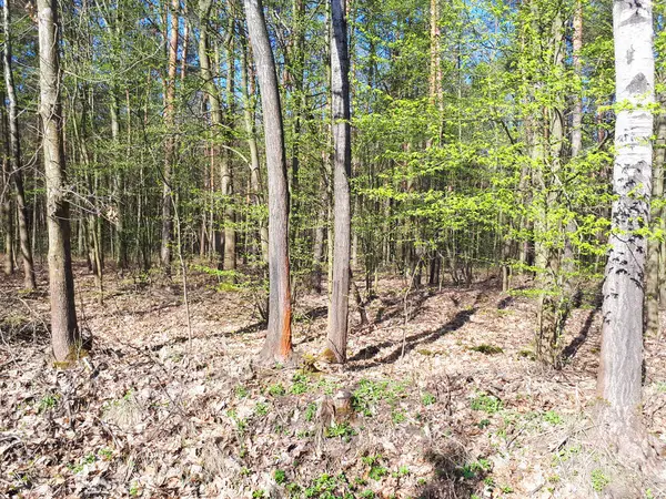 Vår Skog Landskap Bakgrund — Stockfoto