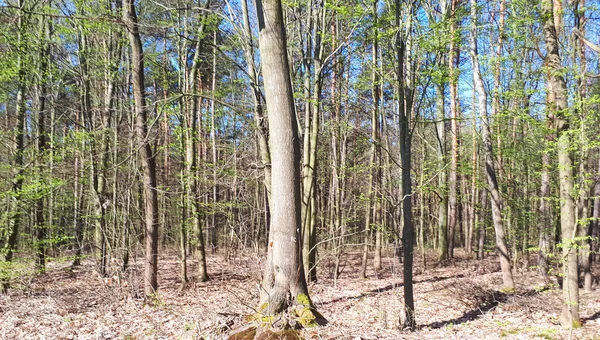 Vår Skog Landskap Bakgrund — Stockfoto