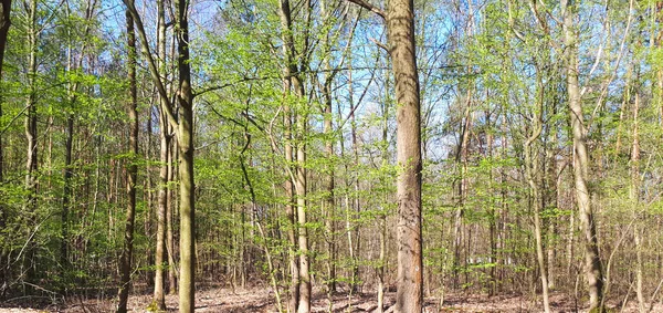 Vår Skog Landskap Bakgrund — Stockfoto