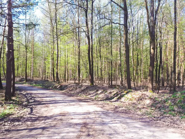 Дорога Лісі Блакитне Небо Зелене Гніздо — стокове фото