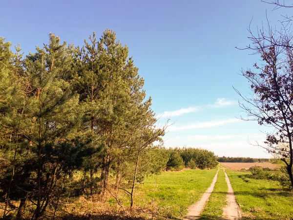 Vägen Den Skog Blå Himmel Och Gröna Gras — Stockfoto