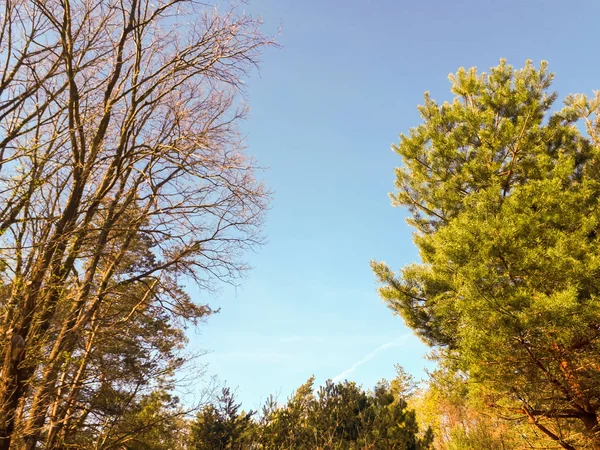 Drzewa Lesie Koronę Liści Nieba — Zdjęcie stockowe