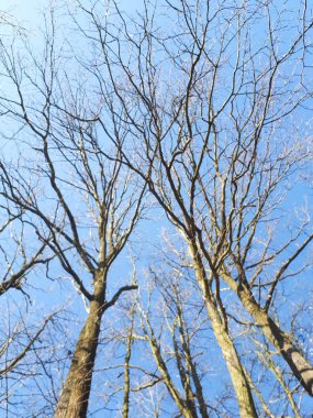 ormandaki - taç yaprakları gökyüzü