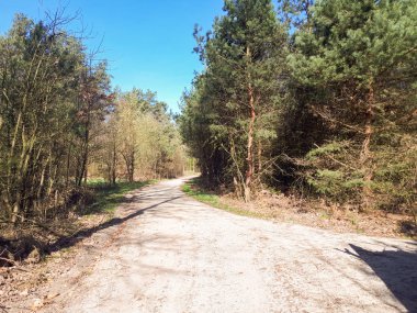 Orman, mavi gökyüzü ve yeşil ciğeri yolda