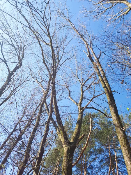 Fák Erdő Koronát Levelek Ellen Égen — Stock Fotó