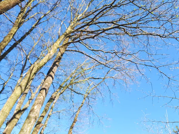 Bäume Wald Die Krone Der Blätter Gegen Den Himmel — Stockfoto