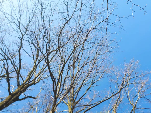 Δέντρα Στο Δάσος Στέμμα Των Φύλλων Ενάντια Στον Ουρανό — Φωτογραφία Αρχείου