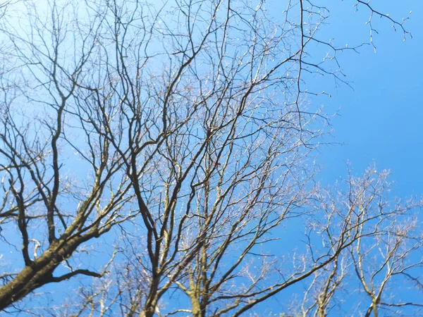 Les Arbres Dans Forêt Couronne Feuilles Contre Ciel — Photo