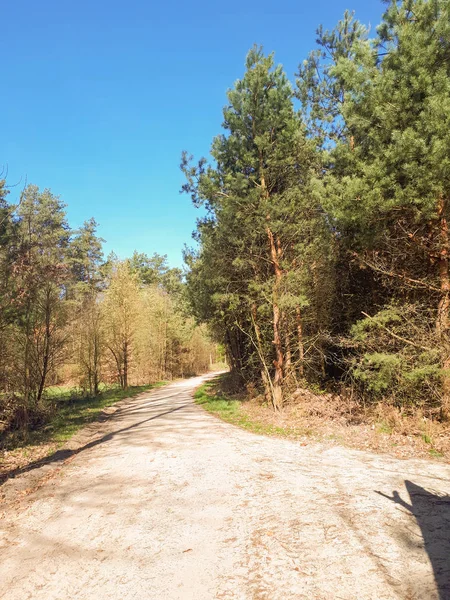 Orman, mavi gökyüzü ve yeşil ciğeri yolda