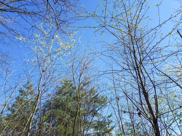 Bäume Wald Die Krone Der Blätter Gegen Den Himmel — Stockfoto