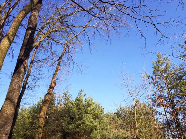 Träden Skogen Kronan Bladen Mot Himlen — Stockfoto