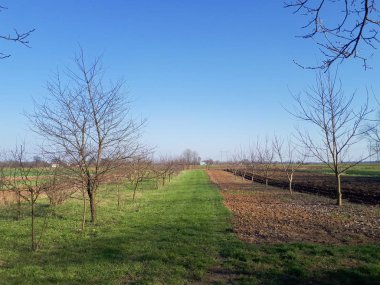 yol, ağaçlar, yeşil çim ve tarıma elverişli alanlar