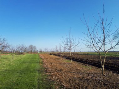 yol, ağaçlar, yeşil çim ve tarıma elverişli alanlar