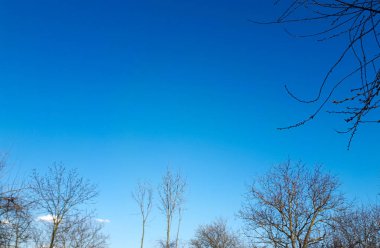 altındaki mavi gökyüzü ve ağaç dalları