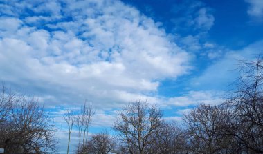 Mavi gökyüzü arka plan ve ağaç dalları yaprakları olmadan