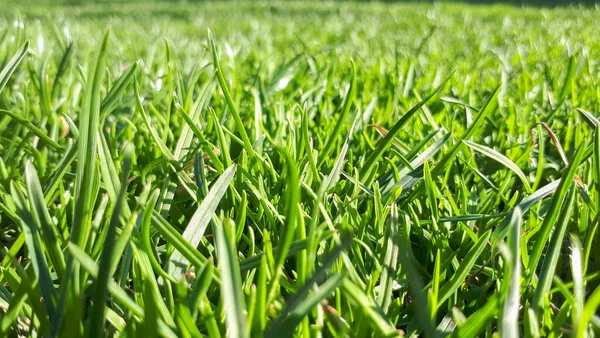 Macro Fresh Green Grass Background — Stock Photo, Image