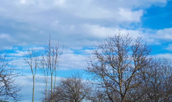 蓝色天空背景和没有叶子的树枝 — 图库照片