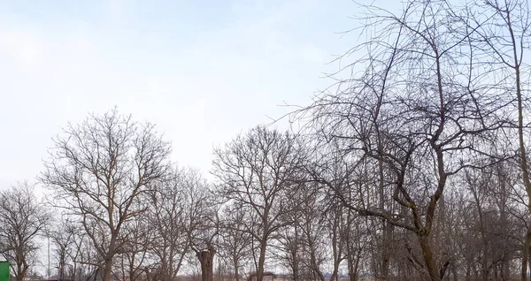 Boomtakken Zonder Bladeren Blauwe Hemelachtergrond — Stockfoto