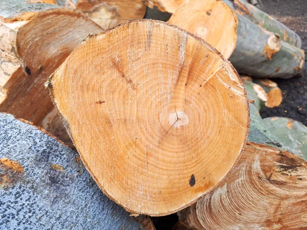 Textura Primer Plano Del Árbol Carpe Anillo Árbol Redondo Fondo — Foto de Stock