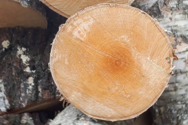 Makro ahşap doku, huş ağacı arka plan kesmek