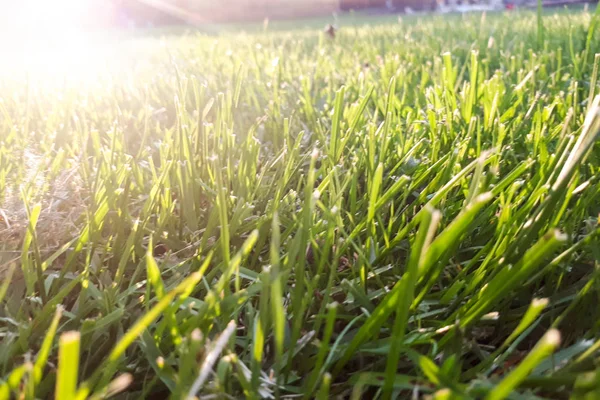 Herbe Verte Les Rayons Soleil Arrière Plan — Photo