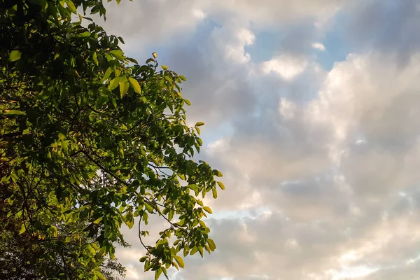 Niebo Chmury Szare Zielone Gałęzie Lewej Stronie — Zdjęcie stockowe