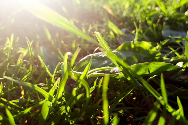 Koyu Taze Yeşil Çim Eniyi Güneş Işığı — Stok fotoğraf